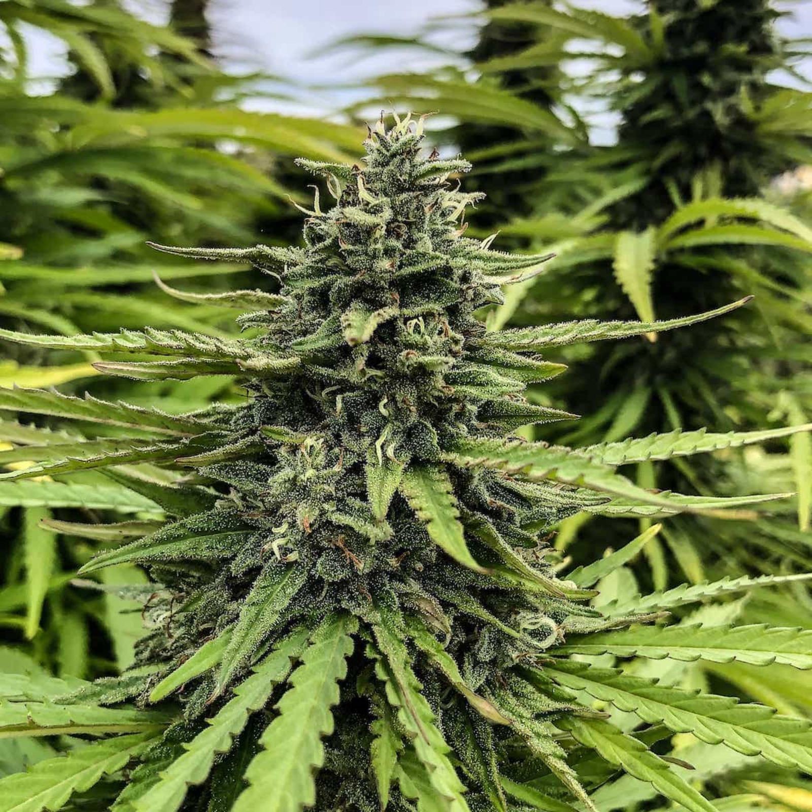 Sour Hawaiian Haze Leafly